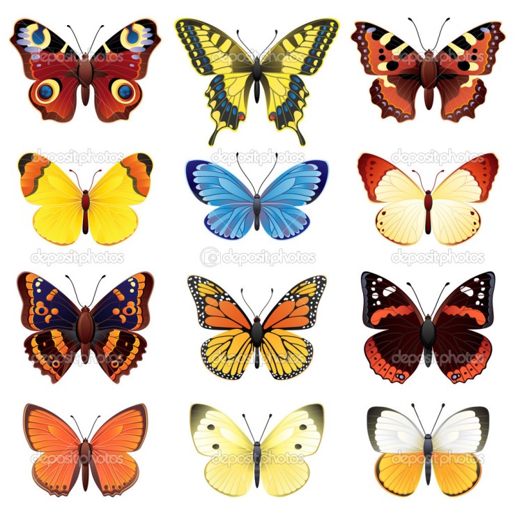 Vector illustration - butterfly icon set
