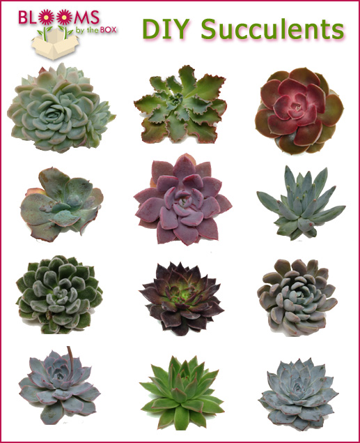 Succulents-from-BloomsByTheBox